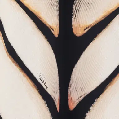 Roberto Cavalli Sarong With Ray Of Pink Print | Thumbnail 4