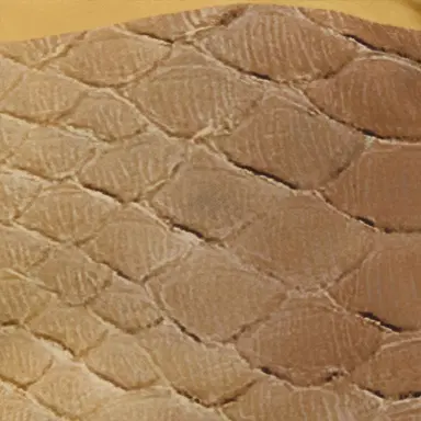 Roberto Cavalli Silk Pareo with Beige and Sand Serpentine Print | Thumbnail 4