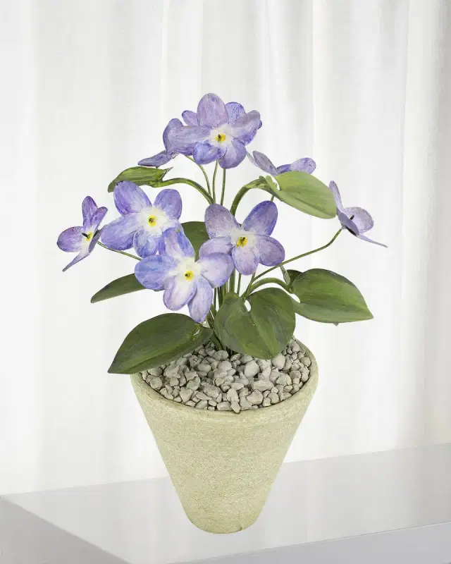Tommy Mitchell Violet February Birth Flower in White Terracotta Pot