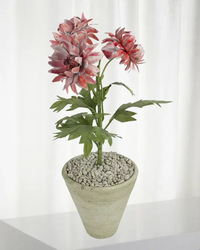 Tommy Mitchell Crysanthemum November Birth Flower in White Terracotta Pot