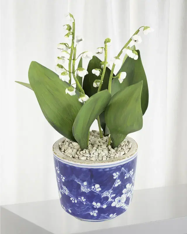 Tommy Mitchell Lily of the Valley May Birth Flower in Ceramic Pot