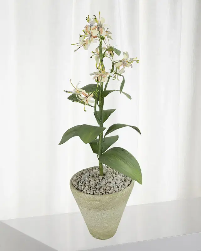 Tommy Mitchell Honeysuckle June Birth Flower in White Terracotta Pot