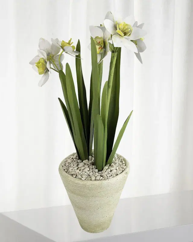 Tommy Mitchell Narcissus December Birth Flower in White Terracotta Pot