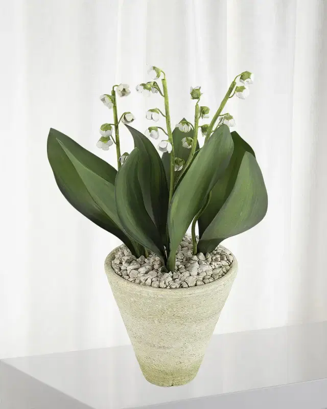 Tommy Mitchell Lily of the Valley May Birth Flower in White Terracotta Pot