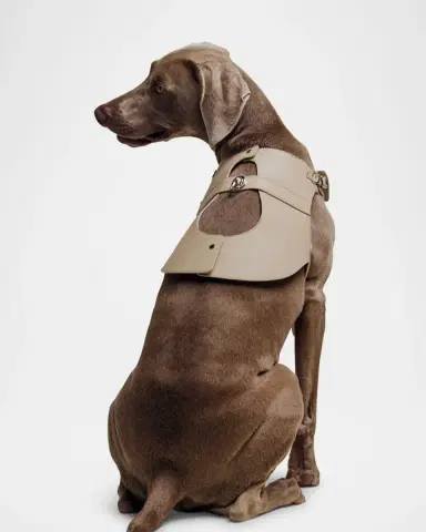 Pagerie The Colombo Dog Harness | Thumbnail 3