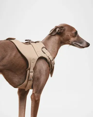 Pagerie The Colombo Dog Harness | Thumbnail 5