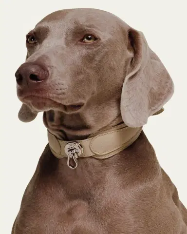 Pagerie The Dorro Dog Collar | Thumbnail 3 Pagerie The Dorro Dog Collar | Thumbnail 3