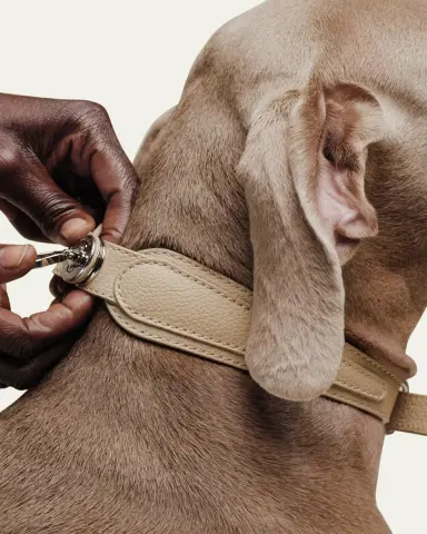 Pagerie The Dorro Dog Collar | Thumbnail 4 Pagerie The Dorro Dog Collar | Thumbnail 4
