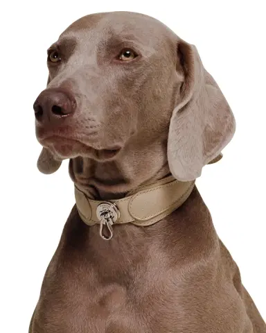 Pagerie The Dorro Dog Collar | Thumbnail 7 Pagerie The Dorro Dog Collar | Thumbnail 7