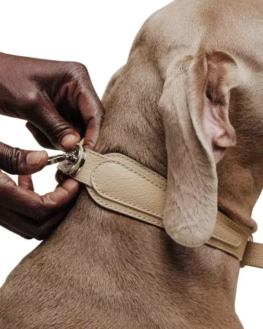 Pagerie The Dorro Dog Collar | Thumbnail 8 Pagerie The Dorro Dog Collar | Thumbnail 8