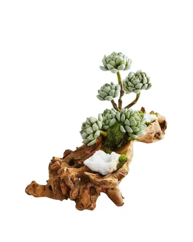 T & C Floral Company Baby Log Filled with Sedum | Thumbnail 1