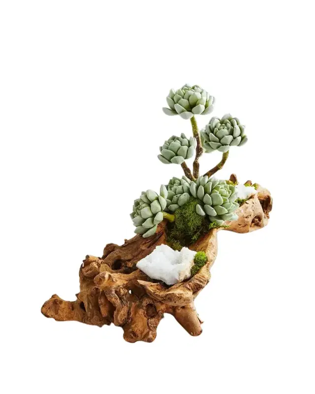 T & C Floral Company Baby Log Filled with Sedum