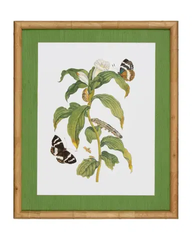 Shadow Catchers "Classic Botanical VI" Framed Giclee | Thumbnail 1 Shadow Catchers "Classic Botanical VI" Framed Giclee | Thumbnail 1