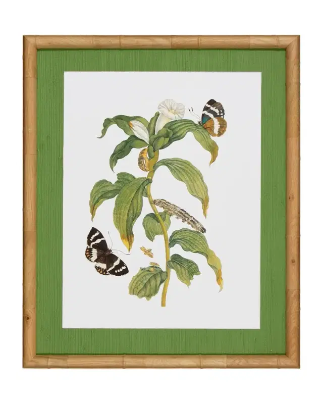 Shadow Catchers "Classic Botanical VI" Framed Giclee