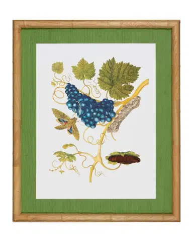 Shadow Catchers "Classic Botanical VIII" Framed Giclee | Thumbnail 1 Shadow Catchers "Classic Botanical VIII" Framed Giclee | Thumbnail 1