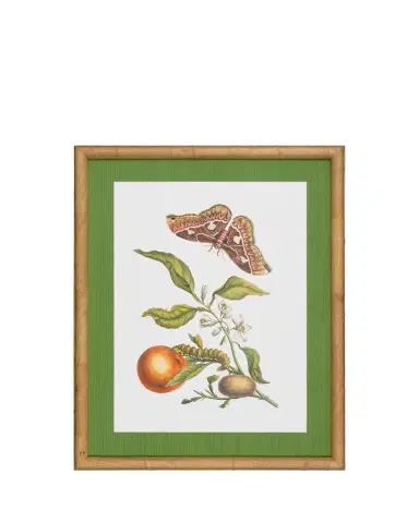 Shadow Catchers "Classic Botanical IV" Framed Giclee | Thumbnail 1 Shadow Catchers "Classic Botanical IV" Framed Giclee | Thumbnail 1
