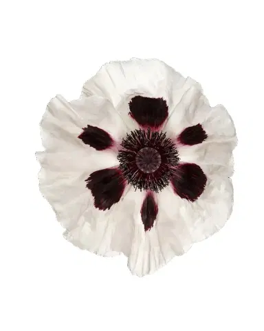 Wendover Art Group White Poppy Giclee | Thumbnail 1 Wendover Art Group White Poppy Giclee | Thumbnail 1