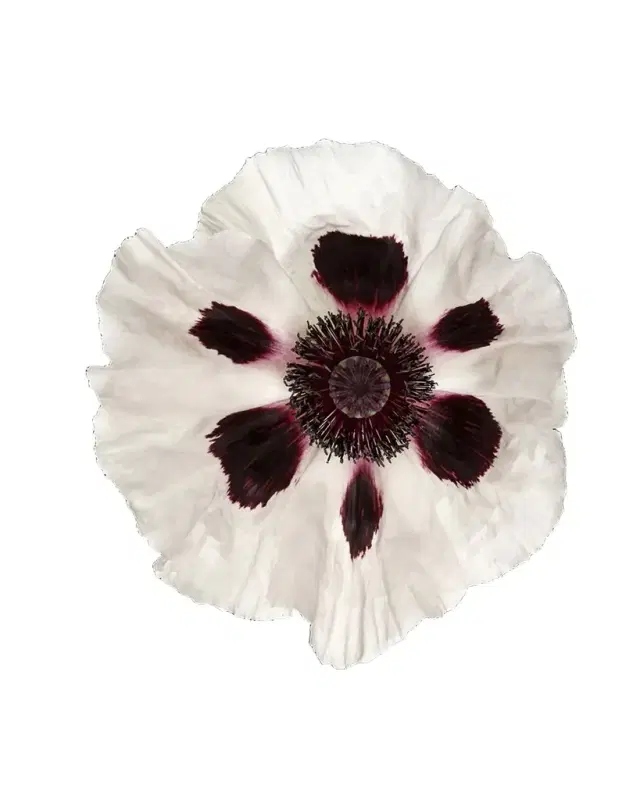 Wendover Art Group White Poppy Giclee
