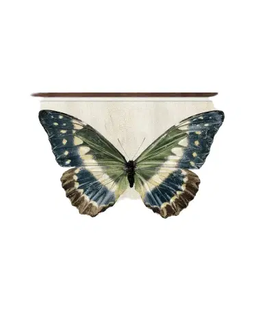 Wendover Art Group "Crackled Butterfly 2" Giclee Print | Thumbnail 1 Wendover Art Group "Crackled Butterfly 2" Giclee Print | Thumbnail 1