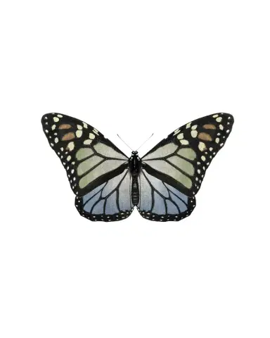 Wendover Art Group "Crackled Butterfly 1" Giclee Print | Thumbnail 1 Wendover Art Group "Crackled Butterfly 1" Giclee Print | Thumbnail 1