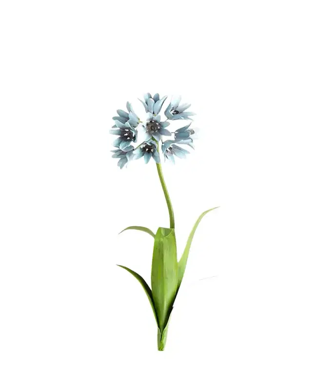 Tommy Mitchell Original Painted Agapanthus Study