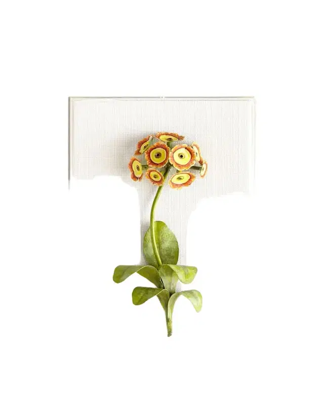 Tommy Mitchell Original Painted Auricula Study