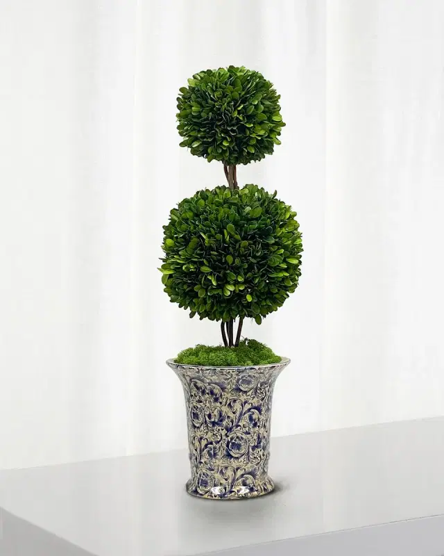 Winward Home Preserved Double Ball Topiary In Porcelain Vase - 25.5"