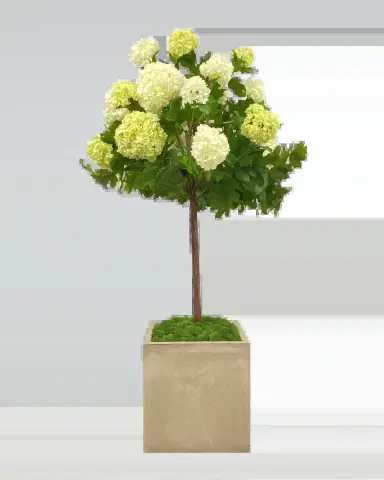 Winward Home Snowball in Square Pot | Thumbnail 2 Winward Home Snowball in Square Pot | Thumbnail 2