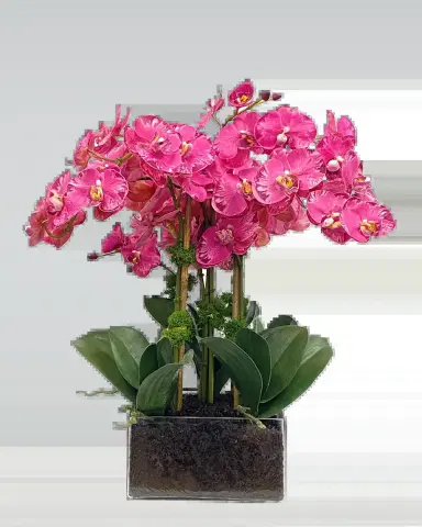 Winward Home Phalaenopsis Orchid Arrangement in Square Vase | Thumbnail 2 Winward Home Phalaenopsis Orchid Arrangement in Square Vase | Thumbnail 2