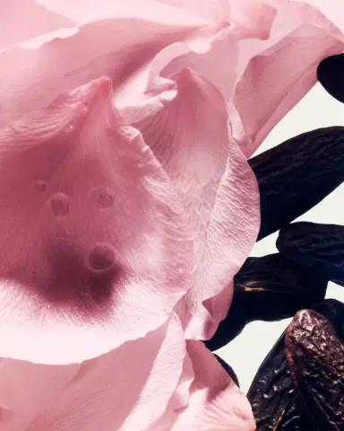 Balmain Beauty Rose De Soie Eau de Parfum | Thumbnail 3 Balmain Beauty Rose De Soie Eau de Parfum | Thumbnail 3