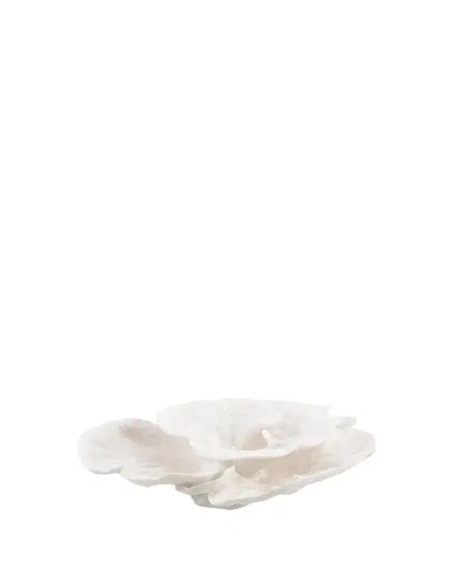 John-Richard Collection Foliose Coral