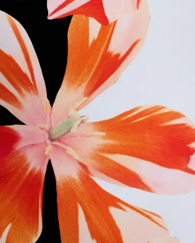 Milly Tropical Flame One-Piece Swimsuit | Thumbnail 6
