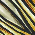 Roberto Cavalli Throw with Ray Of Gold Print | Thumbnail 2