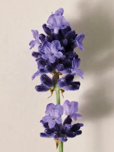 Chloé Atelier des Fleurs Lavanda Eau de Parfum 1.7 fl oz | Thumbnail 4