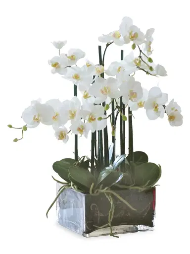 Winward Home Everyday Floral Imitation Phalaenopsis In Square Vase | Thumbnail 1 Winward Home Everyday Floral Imitation Phalaenopsis In Square Vase | Thumbnail 1