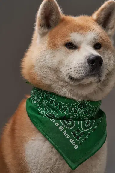 Lil Luv Dog Bandana | Thumbnail 3