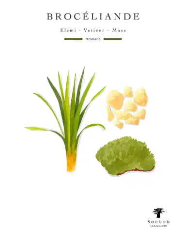 BAOBAB COLLECTION Woods Broceliande 7-Wick Max 35 Candle, 10.35 kg | Thumbnail 4 BAOBAB COLLECTION Woods Broceliande 7-Wick Max 35 Candle, 10.35 kg | Thumbnail 4