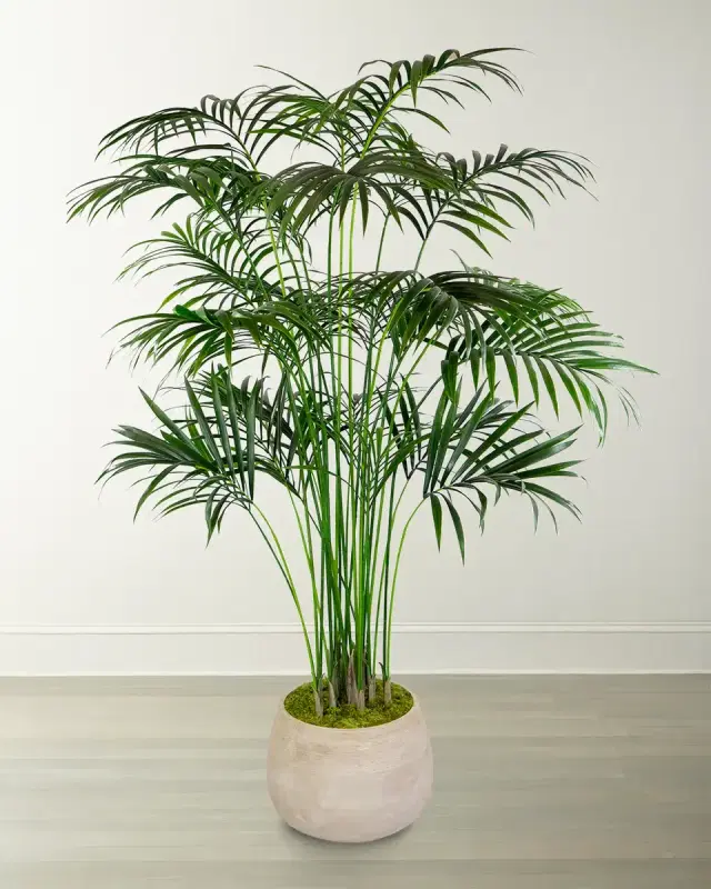 Winward Home Kentia Large Palm in Planter