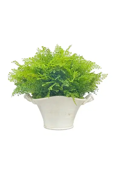 Winward Home Spring Fern in Planter | Thumbnail 2