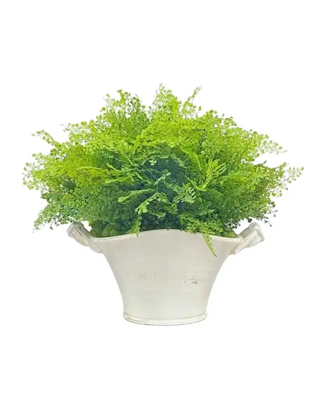 Winward Home Spring Fern in Planter