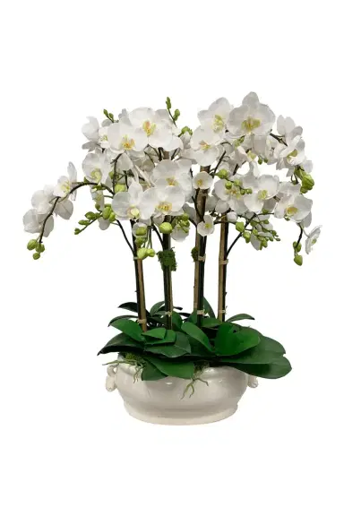 Winward Home Orchid in Oval Cache Pot | Thumbnail 2