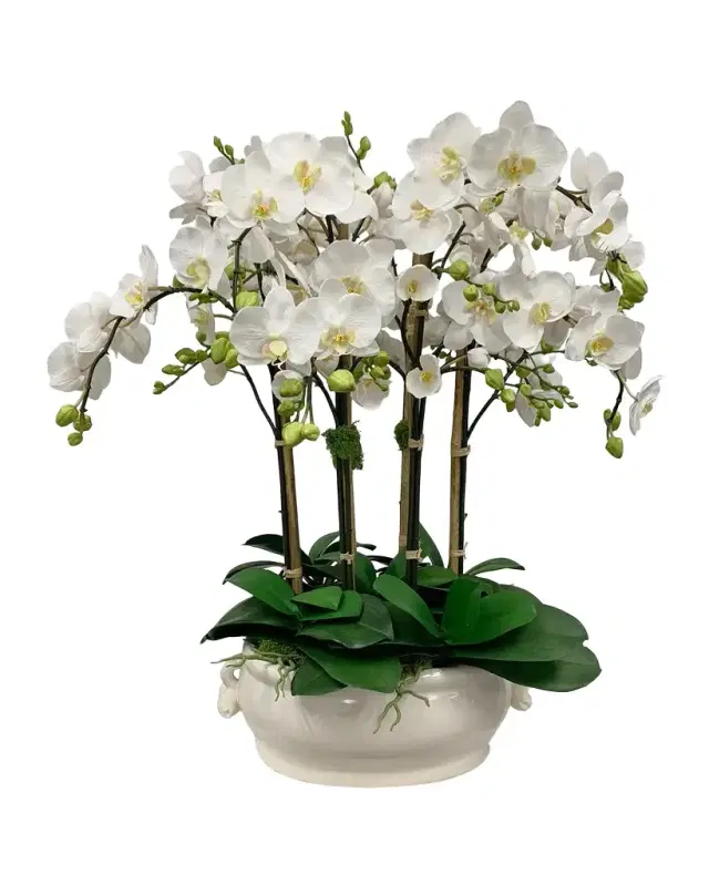 Winward Home Orchid in Oval Cache Pot