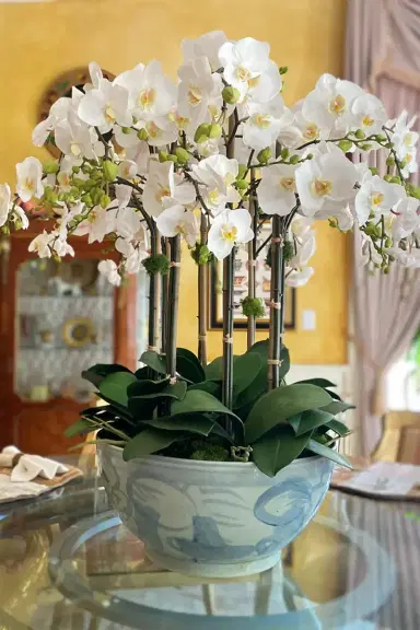 Winward Home Orchid in Ceramic Bowl | Thumbnail 2