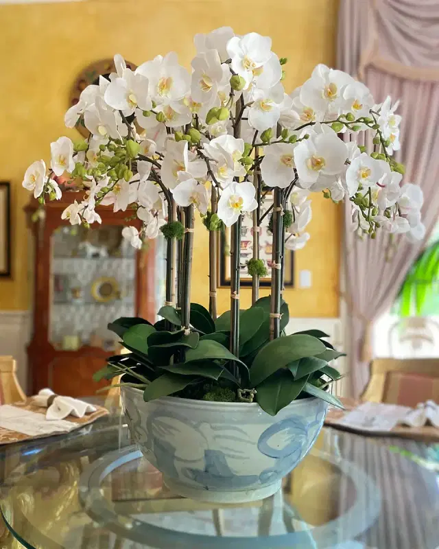 Winward Home Orchid in Ceramic Bowl