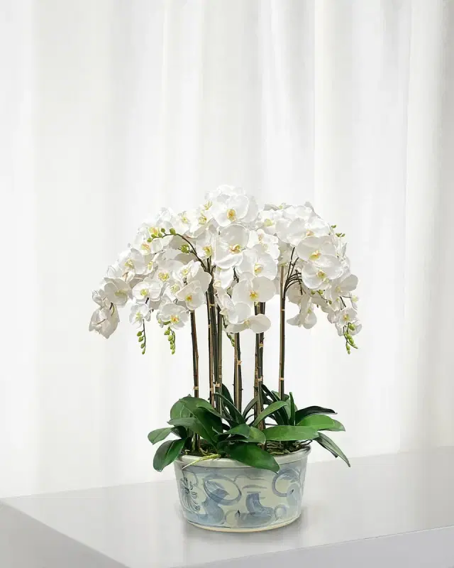 Winward Home Orchids in Ceramic Pot
