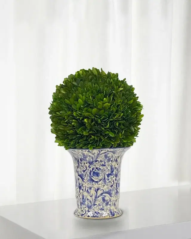 Winward Home Preserved Boxwood Ball in Porcelain Vase - 14"