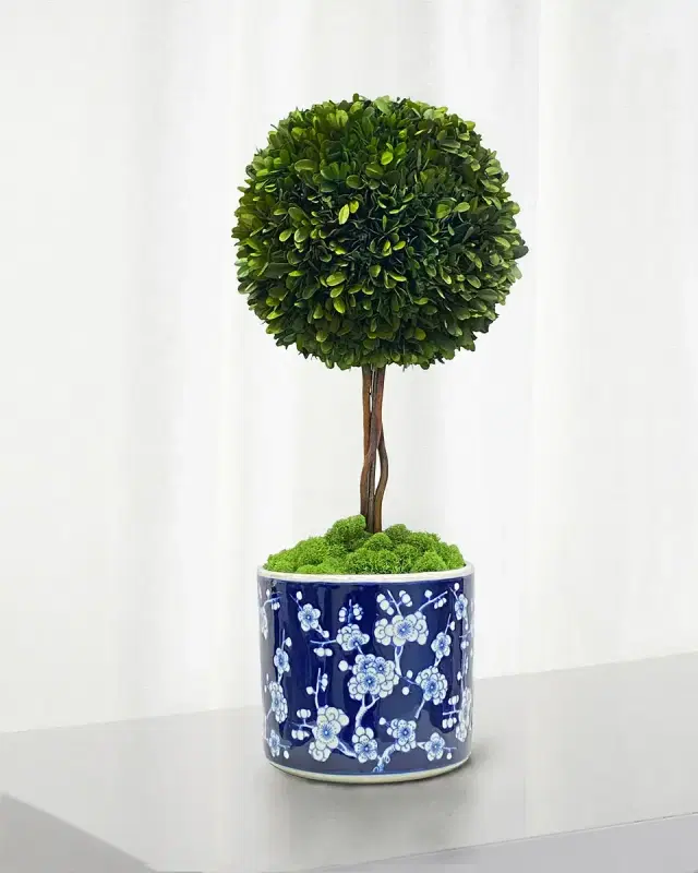 Winward Home Preserved Boxwood Ball Topiary In Round Porcelain Vase - 24"