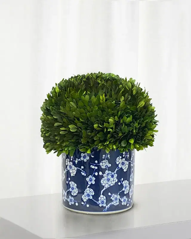 Winward Home Preserved Boxwood Half Ball Topiary In Porcelain Pot - 15"