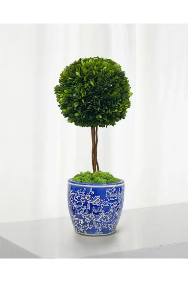 Winward Home Preserved Boxwood Ball Topiary In Porcelain Pot - 24" | Thumbnail 2