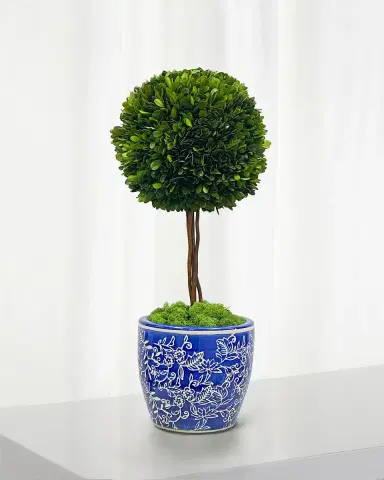 Winward Home Preserved Boxwood Ball Topiary In Porcelain Pot - 24" | Thumbnail 1